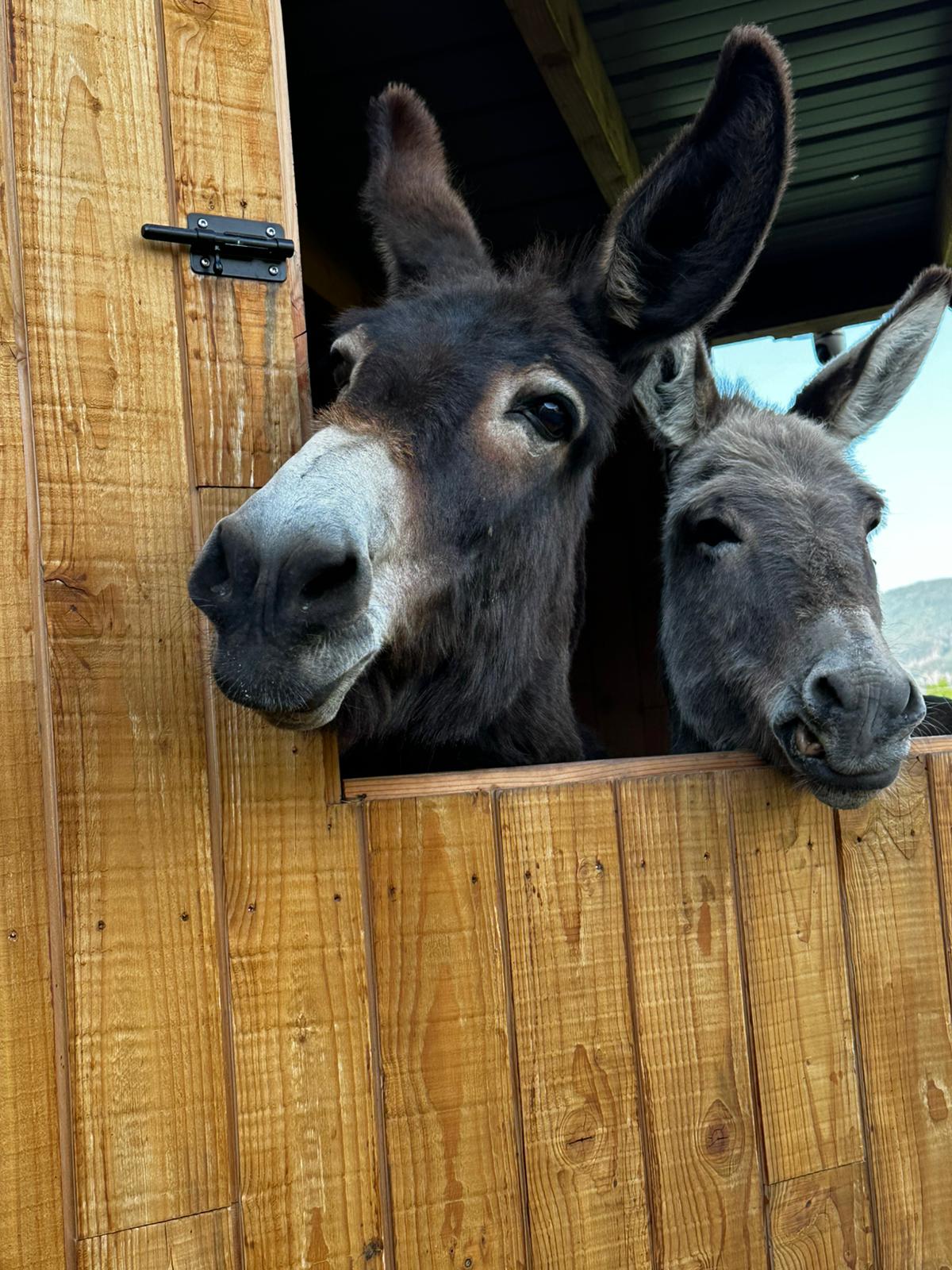 Les deux ânesses de la maison passant la tête par la porte de leur box