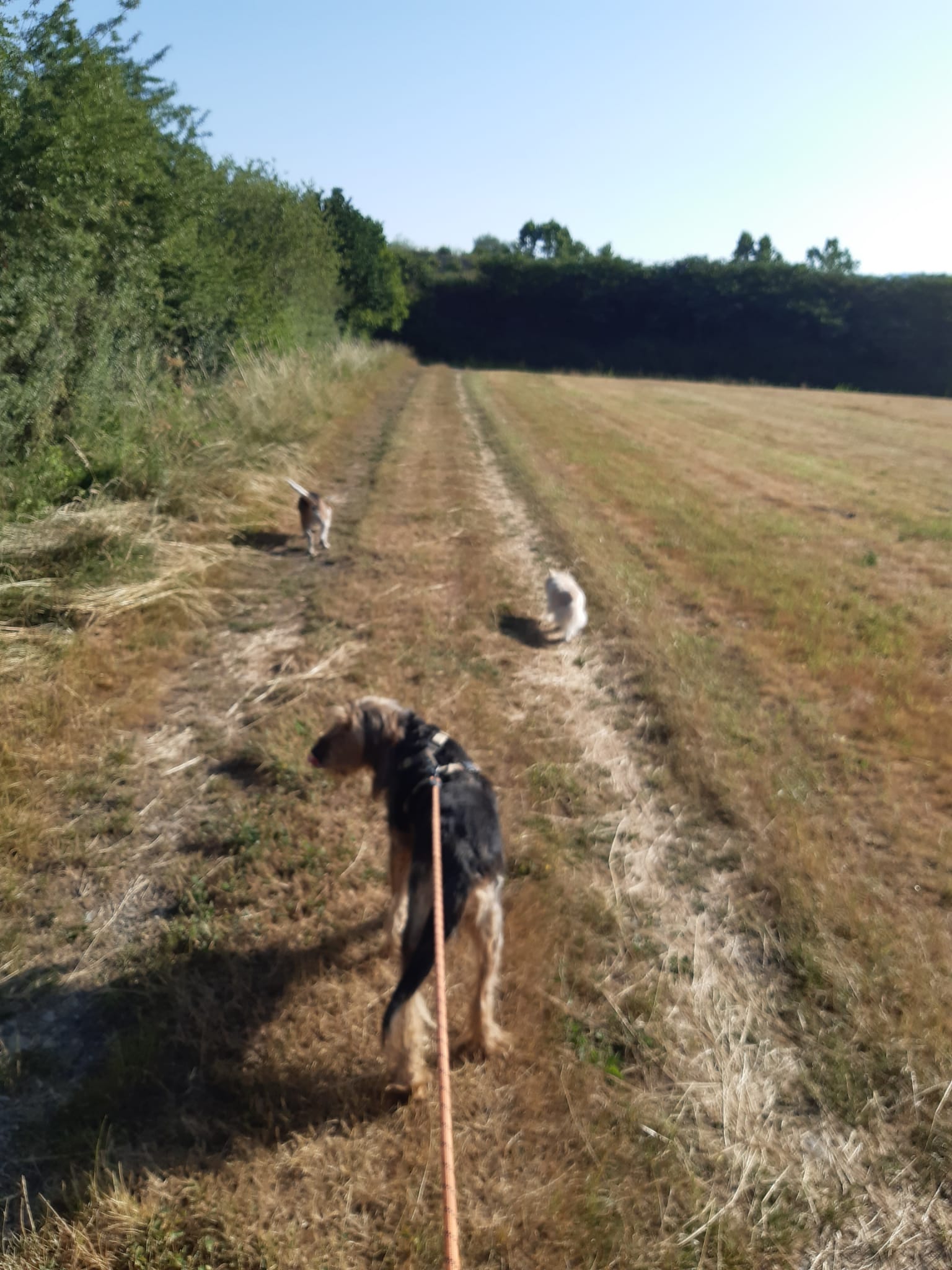 Trois chiens en balade dans les champs autour de la propriété