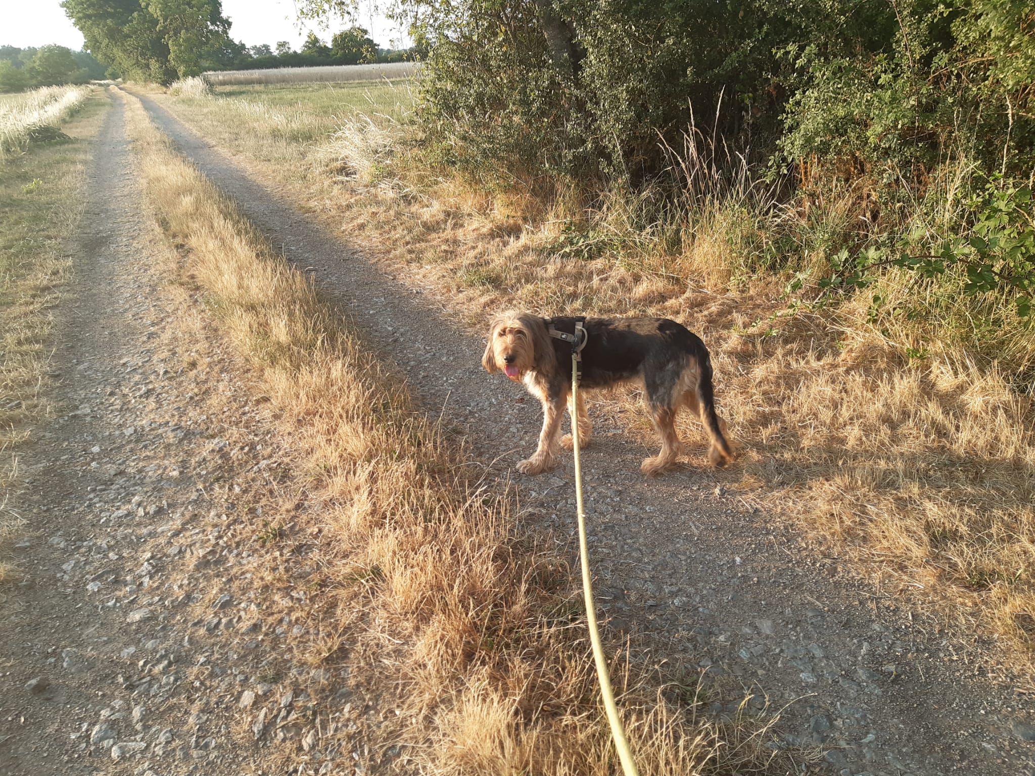 Chien griffon sur un chemin de campagne