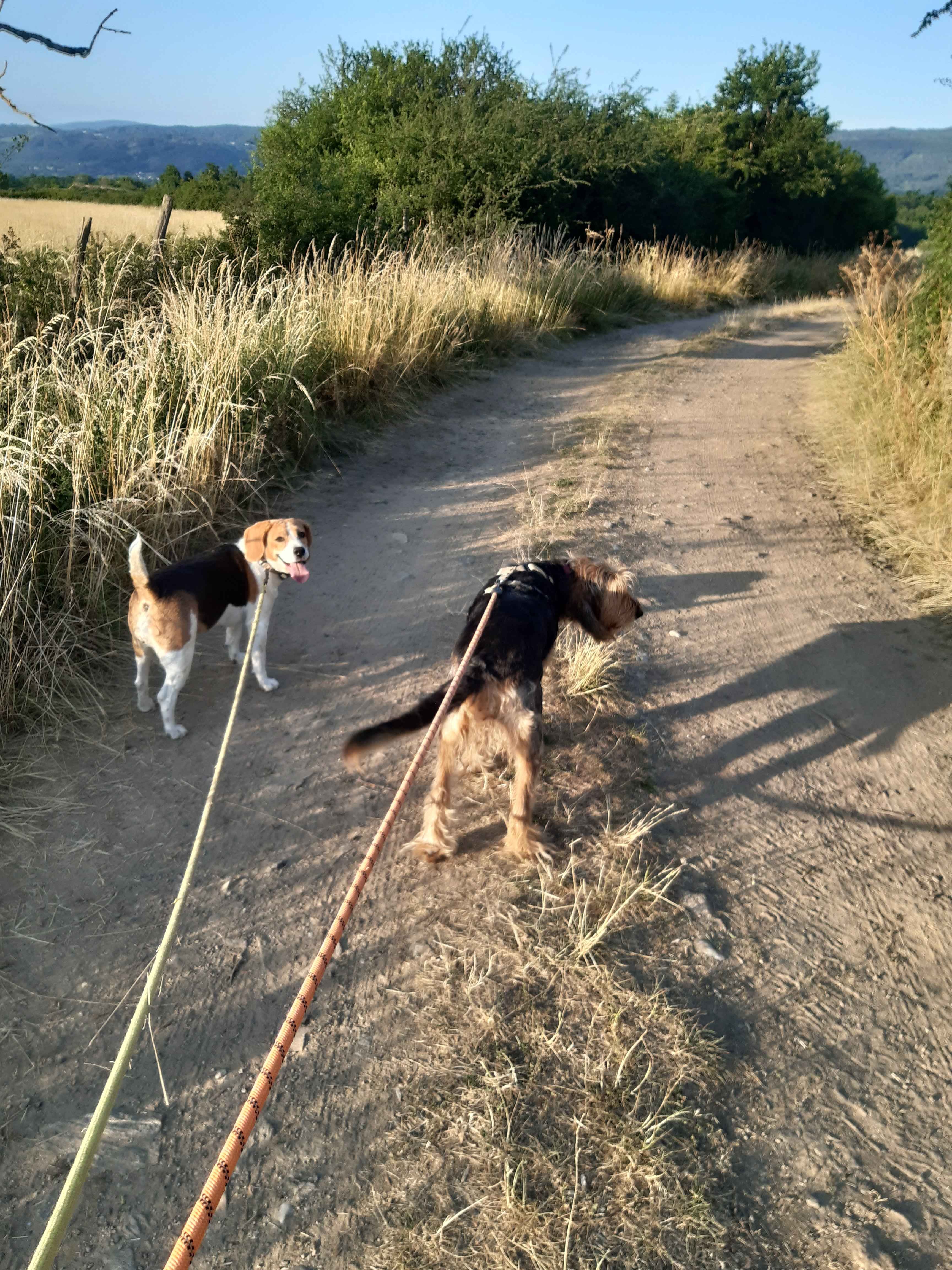 Un beagle et un griffon en balade sur un chemin de campagne au soleil