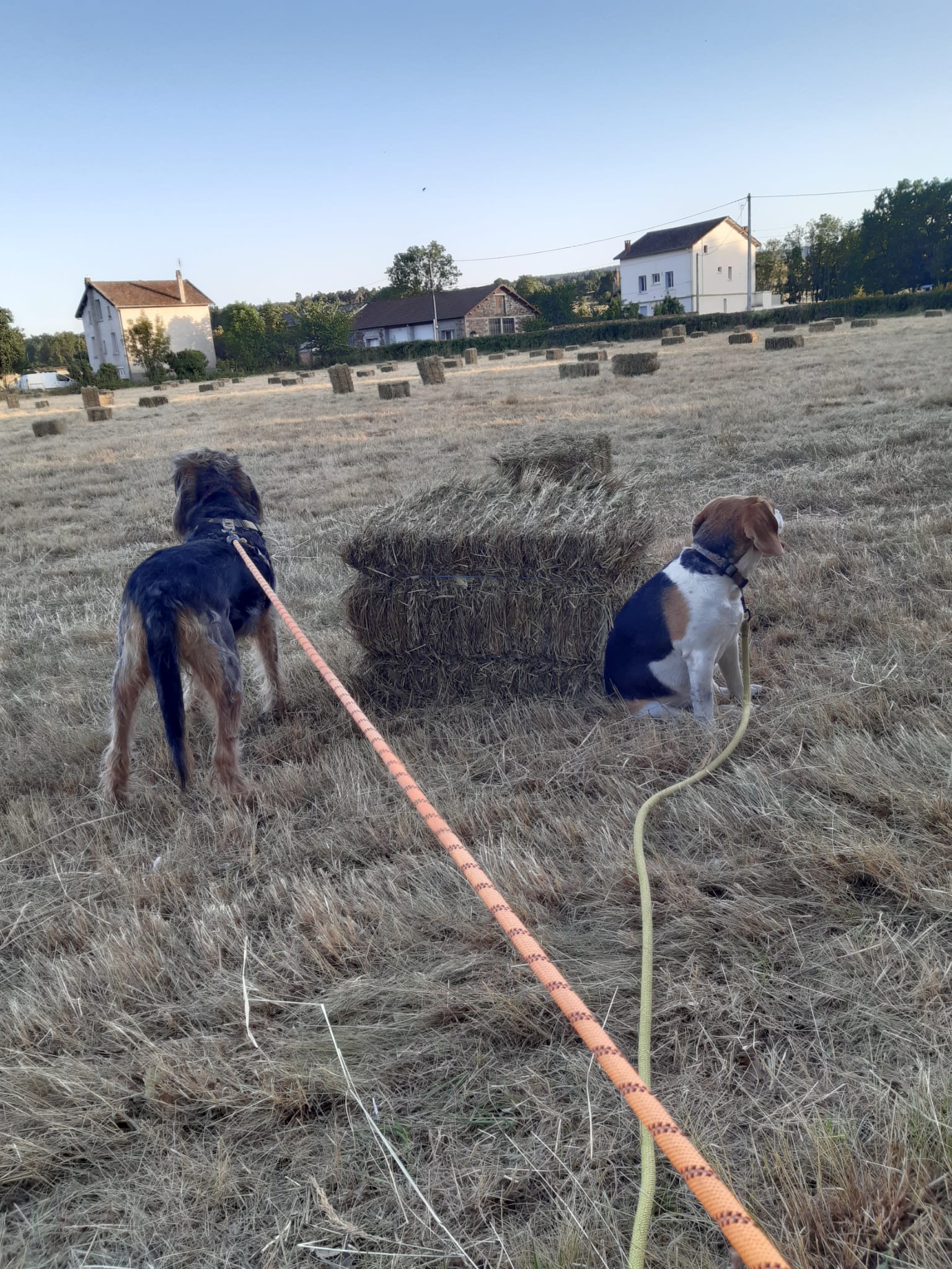 Deux chiens en balade dans un champ après les foins