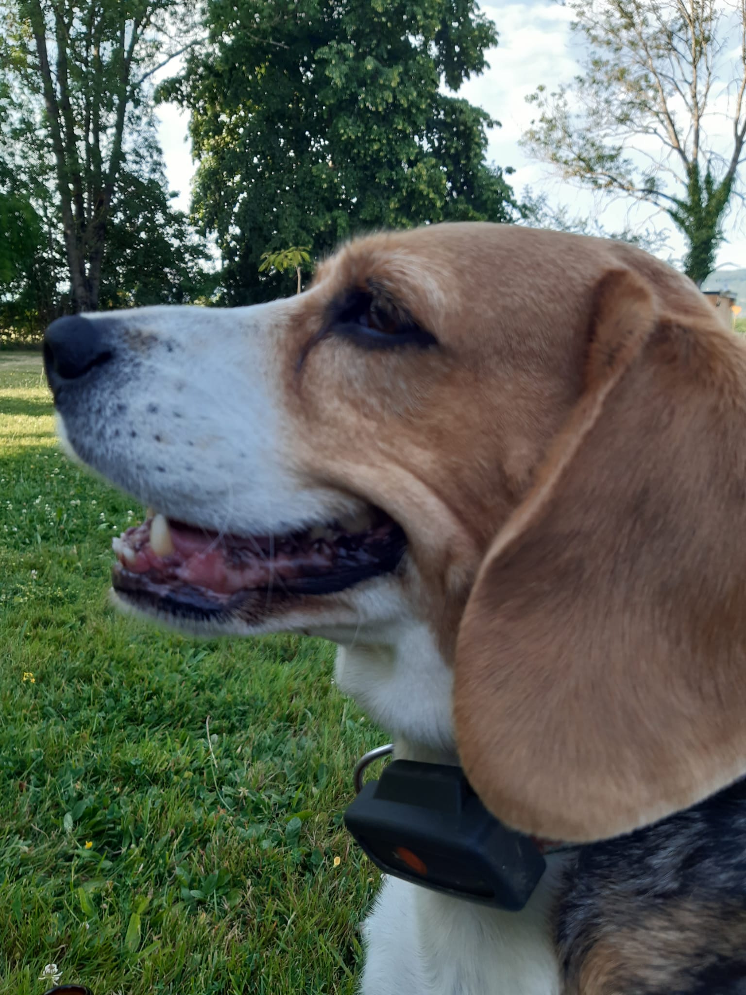 Portrait d'un beagle de profil