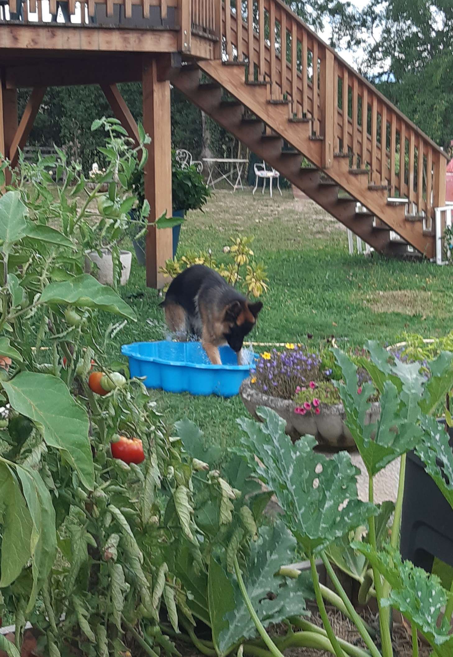 Berger allemand rafraîchissant ses pattes dans la pataugeoire du jardin