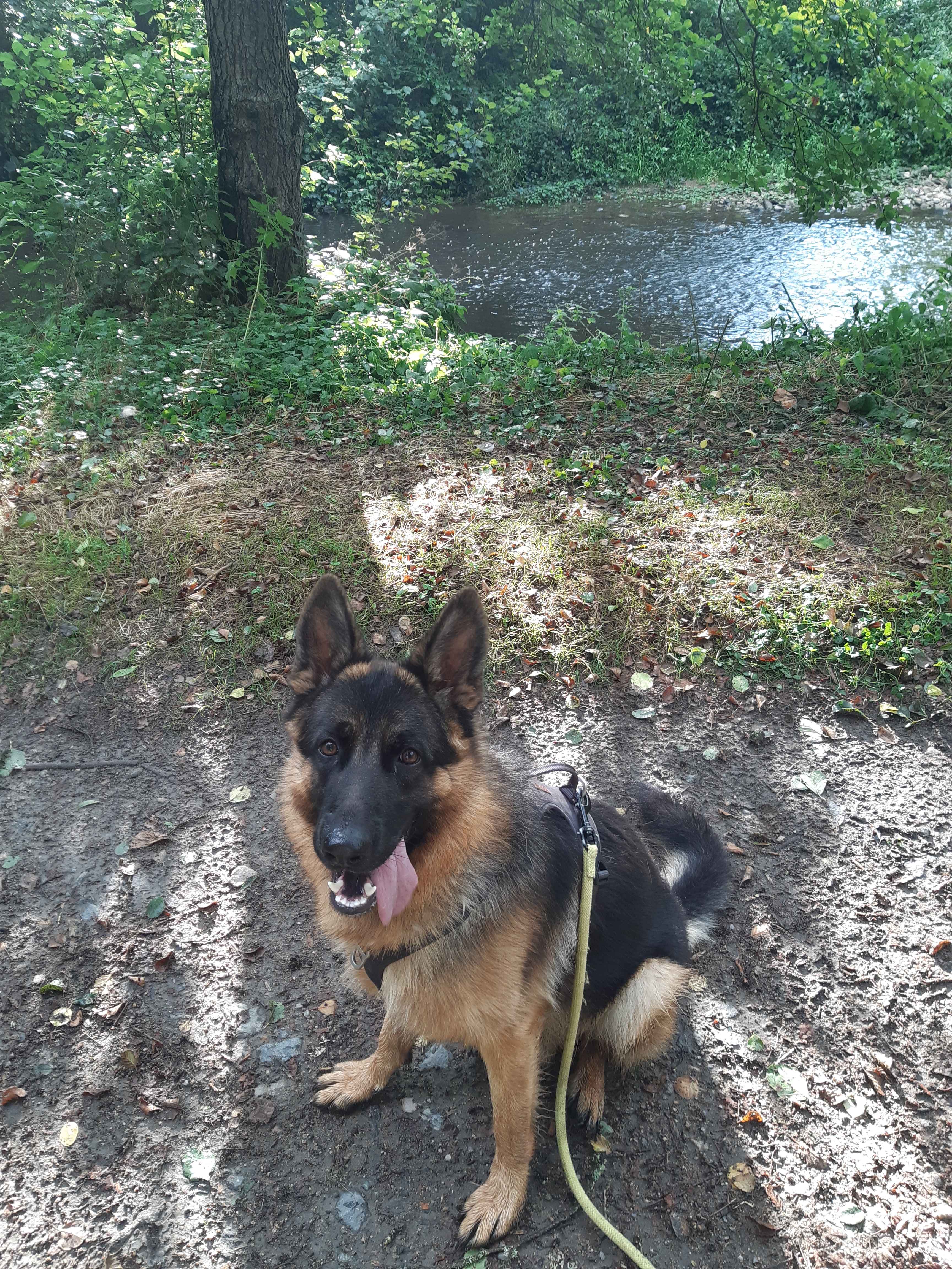 Berger allemand assis au bord de la rivière lors d'une balade en forêt