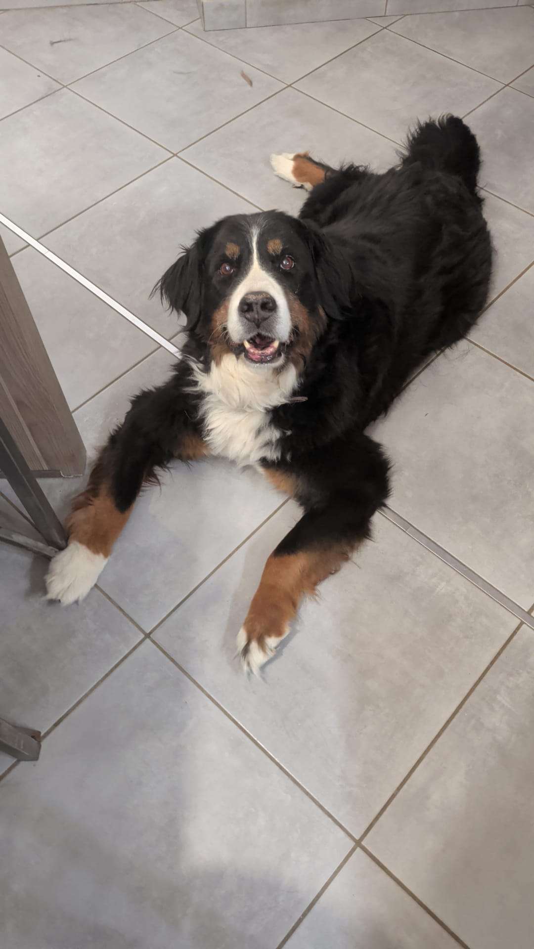 Bouvier bernois couché sur le carrelage, tout sourire