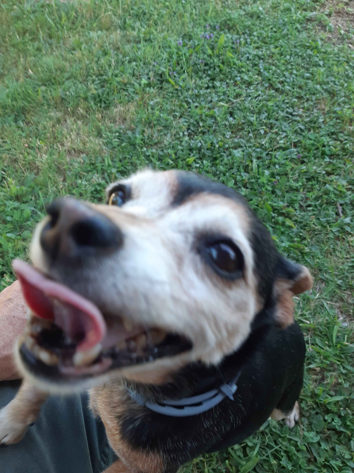 Petit chien tirant la langue dans l'herbe