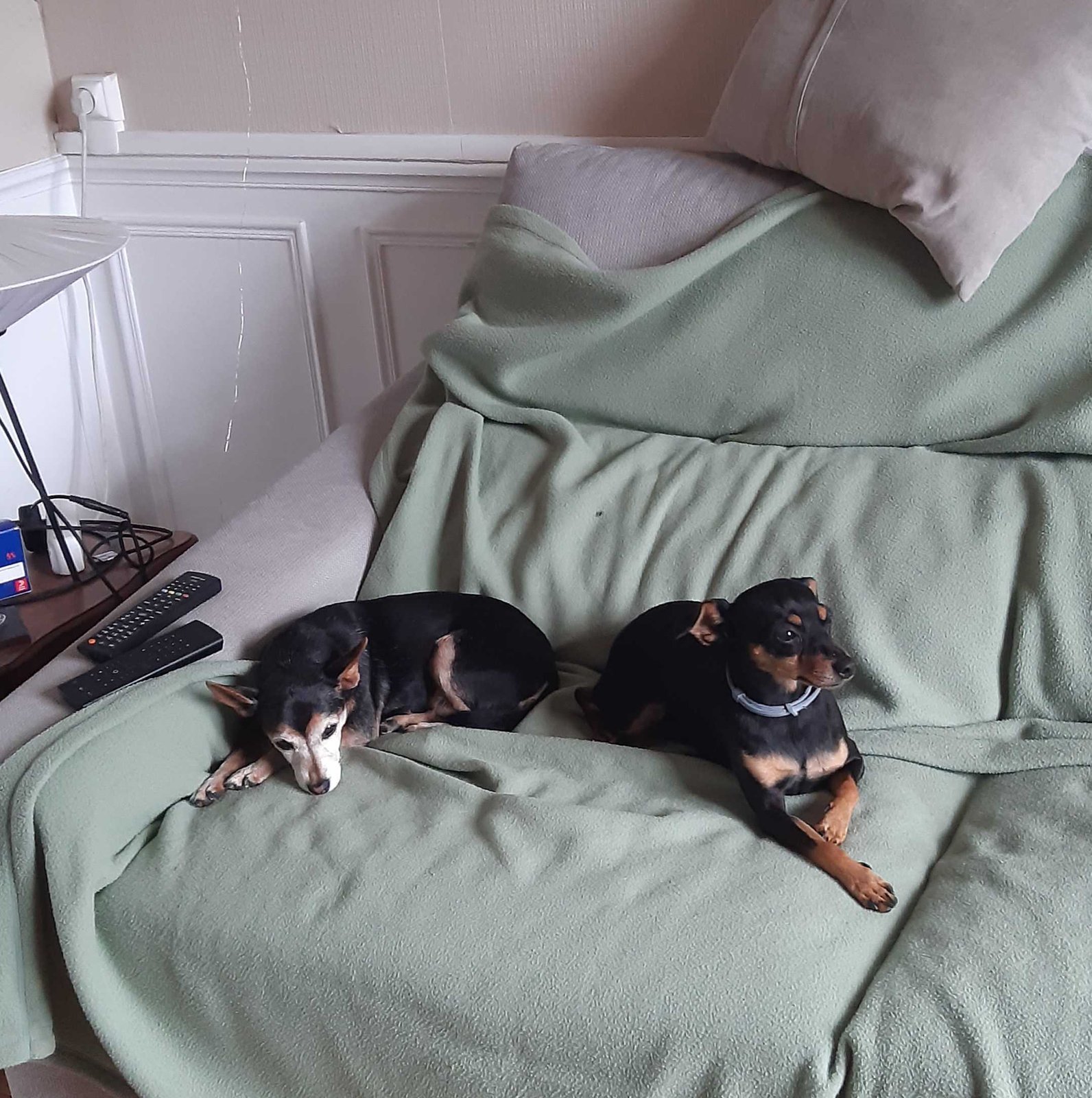Deux petits chiens noir et feu installés sur un plaid sur le canapé