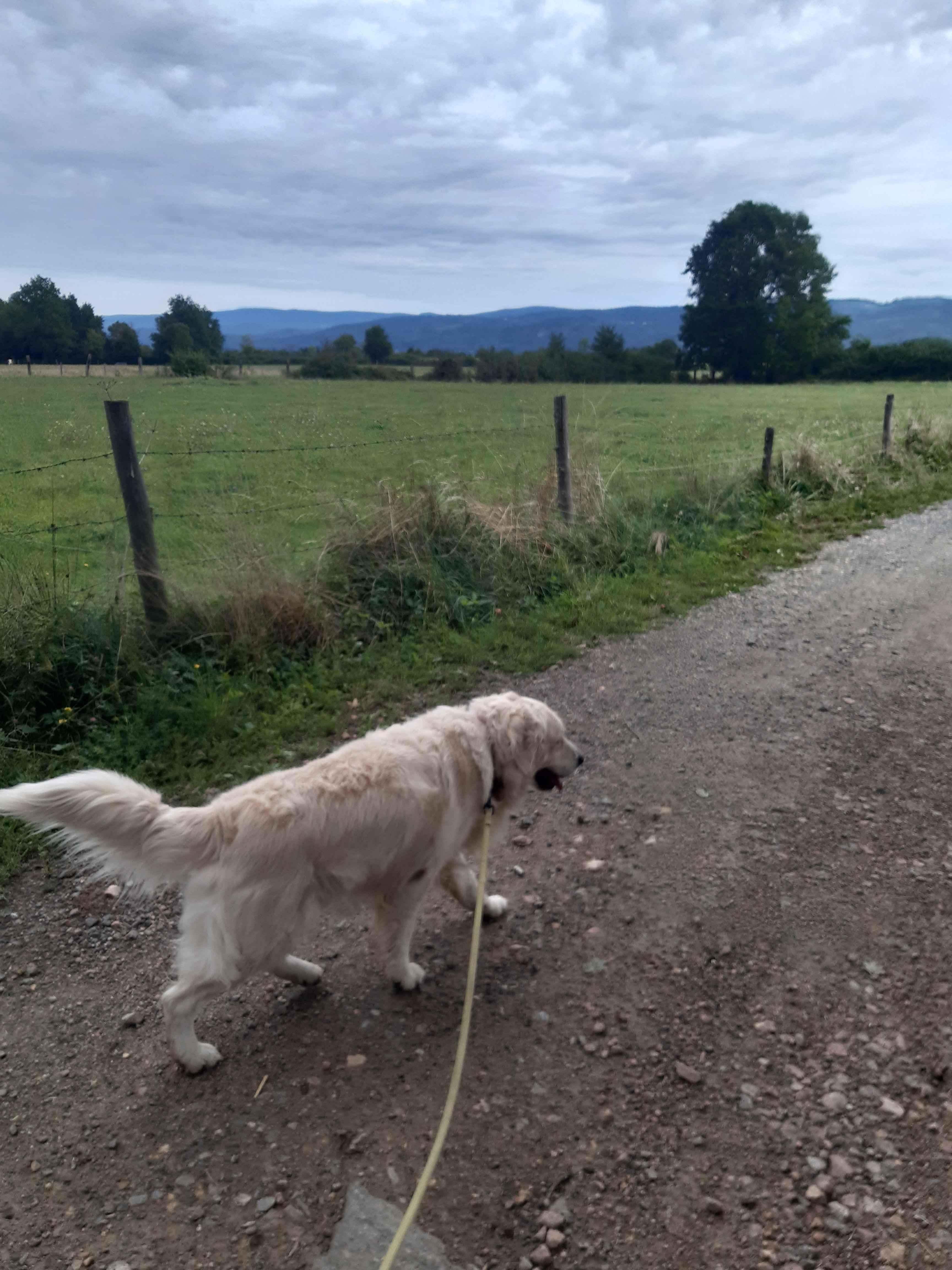 Golden retriever en balade sur un chemin de campagne face aux montagnes