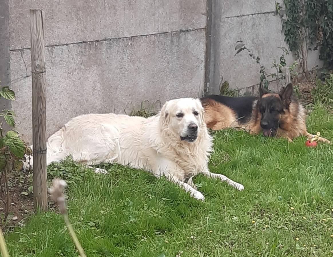Un golden retriever et un berger allemand allongés côte à côte dans l'herbe