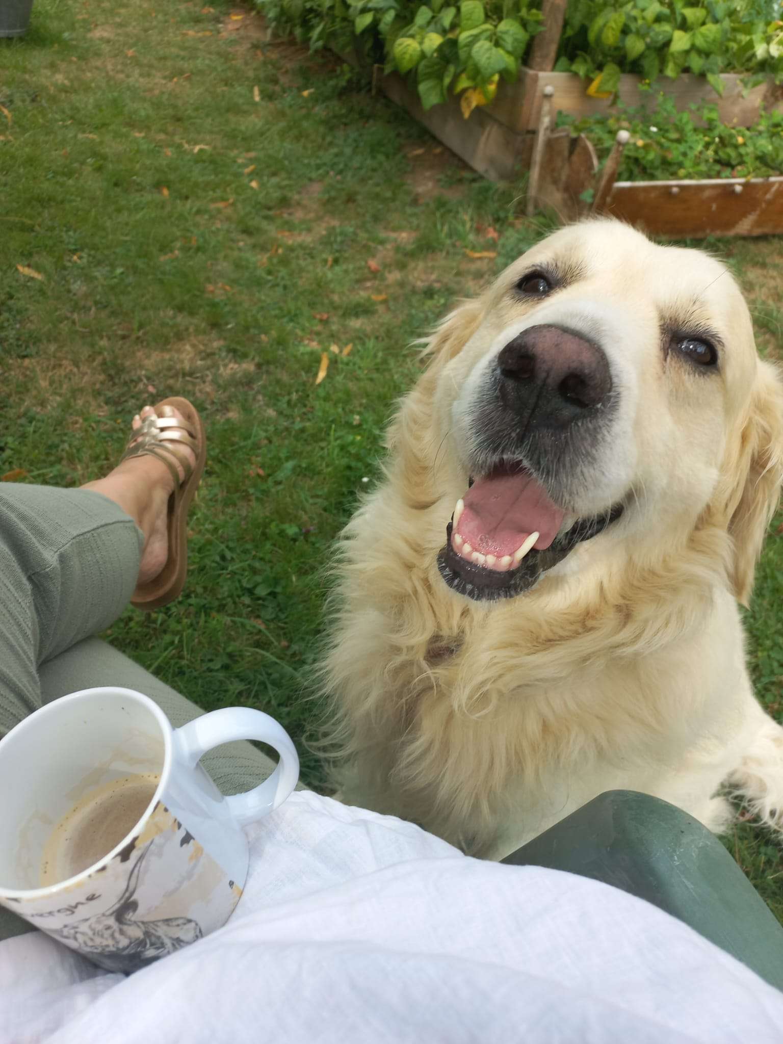 Golden retriever souriant au jardin pendant la pause café