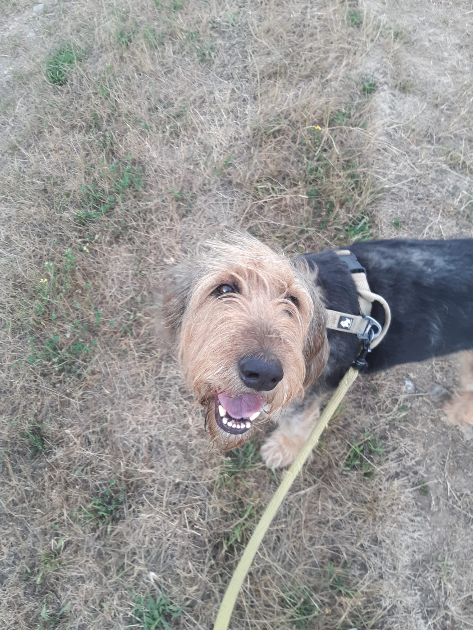 Chien griffon tout sourire pendant une balade