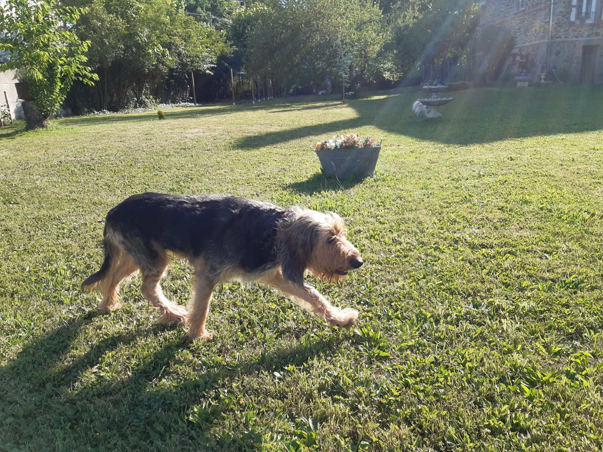 Chien griffon trottinant dans le jardin au soleil