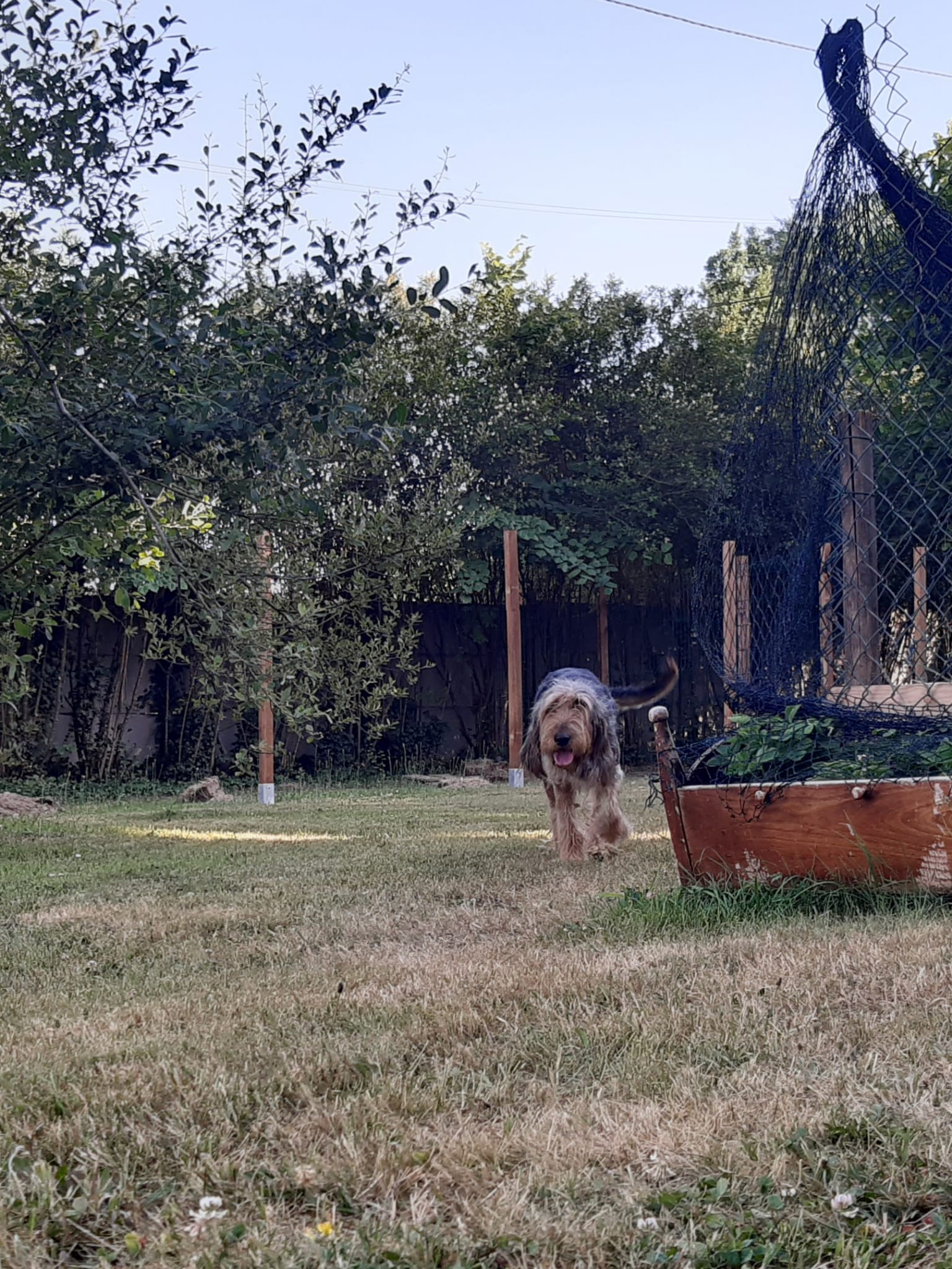 Chien griffon près du potager