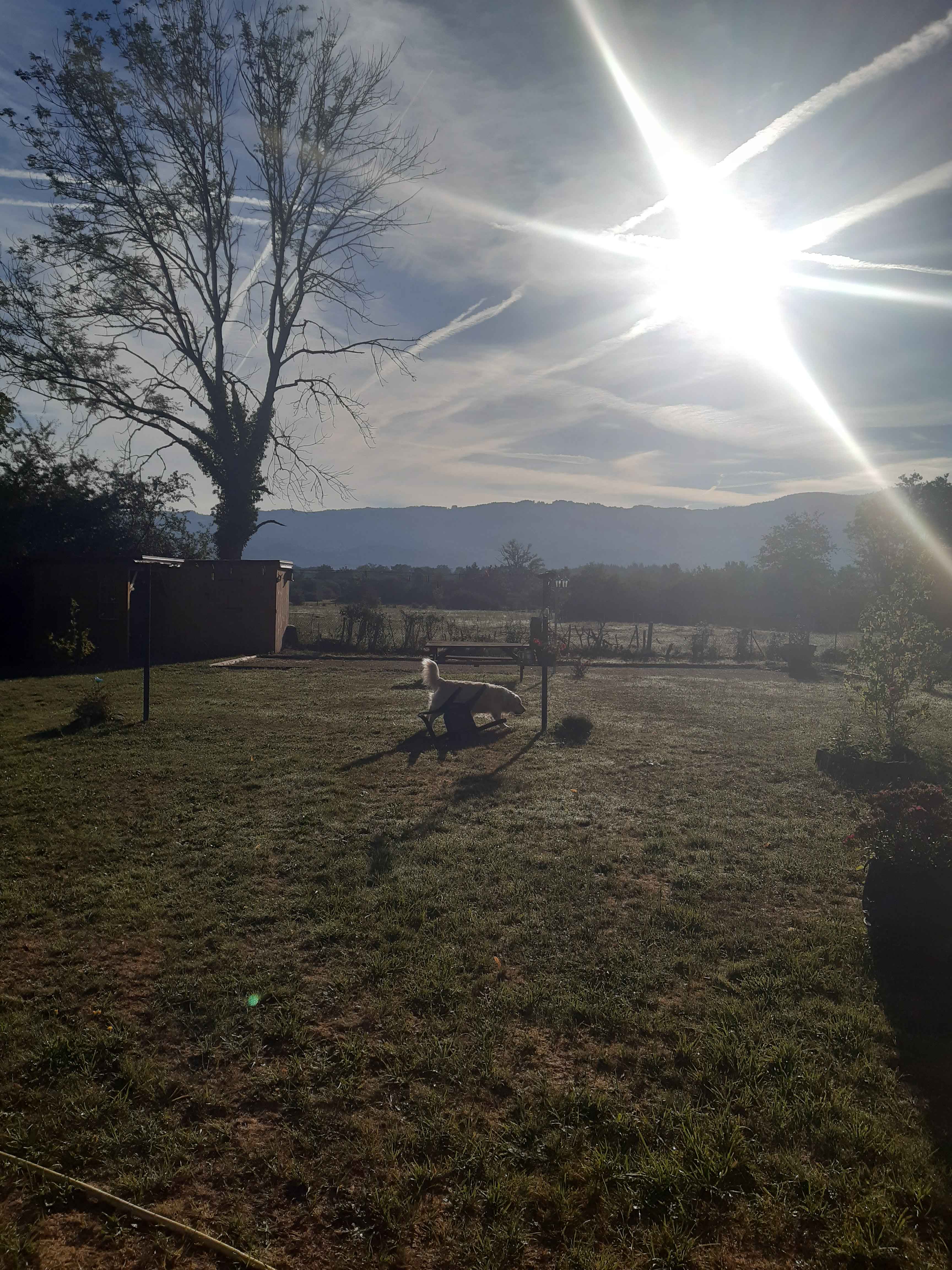 Chien trottinant dans le jardin au soleil levant, montagnes en arrière-plan