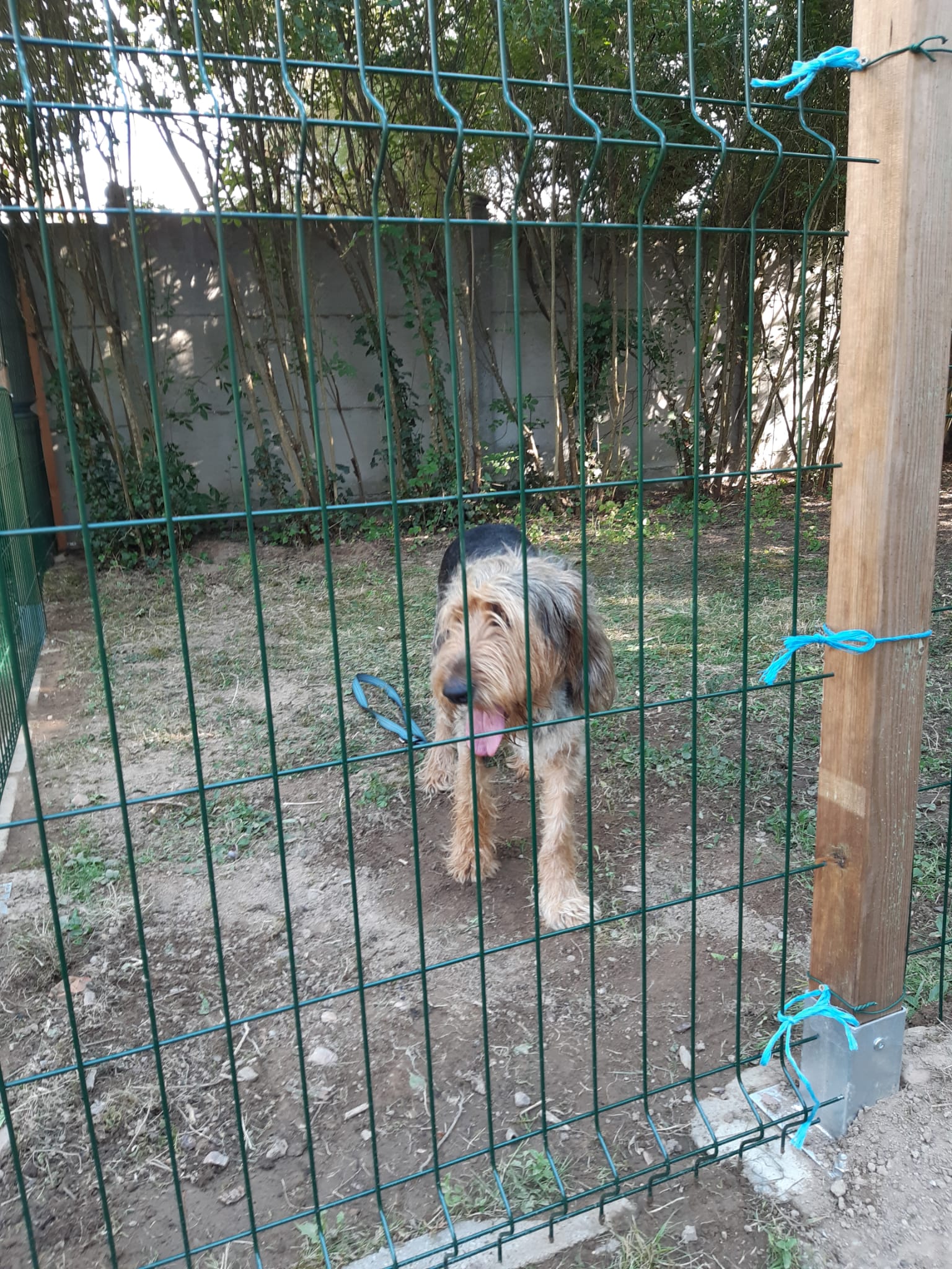 Chien griffon dans le parc extérieur