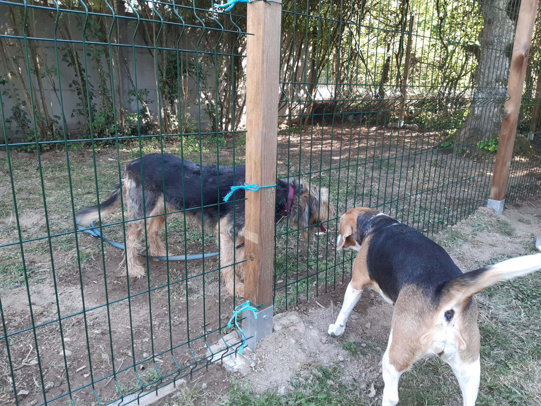 Deux chiens qui font connaissance de part et d'autre du parc