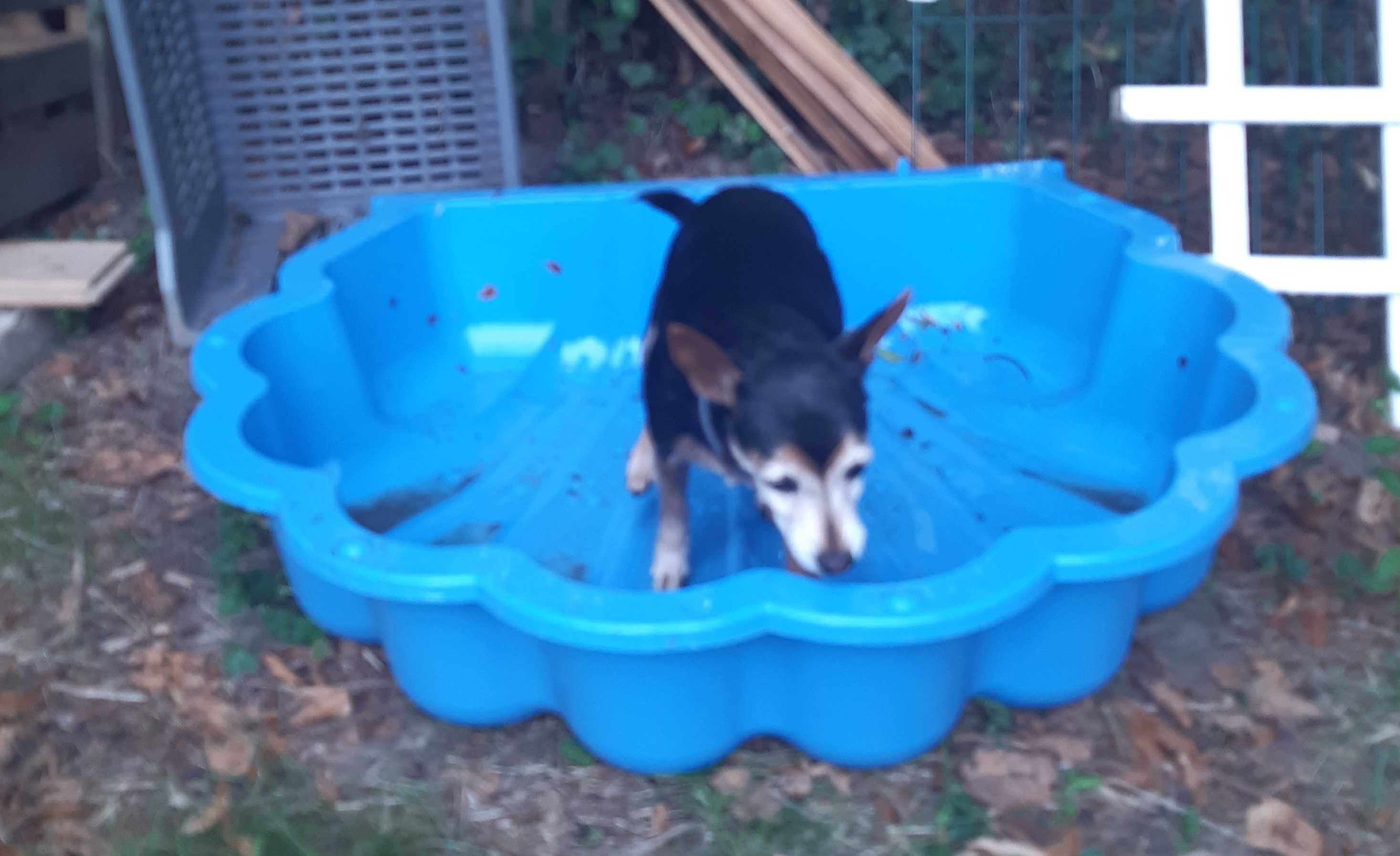 Petit chien noir et feu dans une pataugeoire bleue au jardin