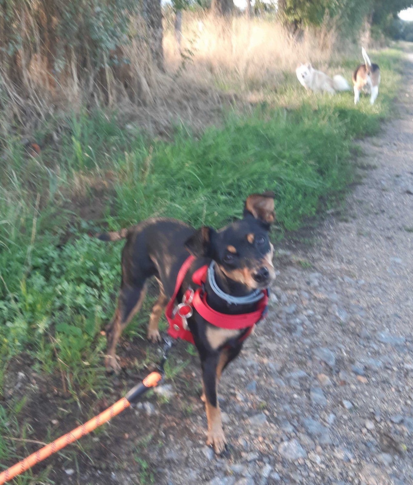 Pinscher au harnais rouge en balade sur un chemin de campagne