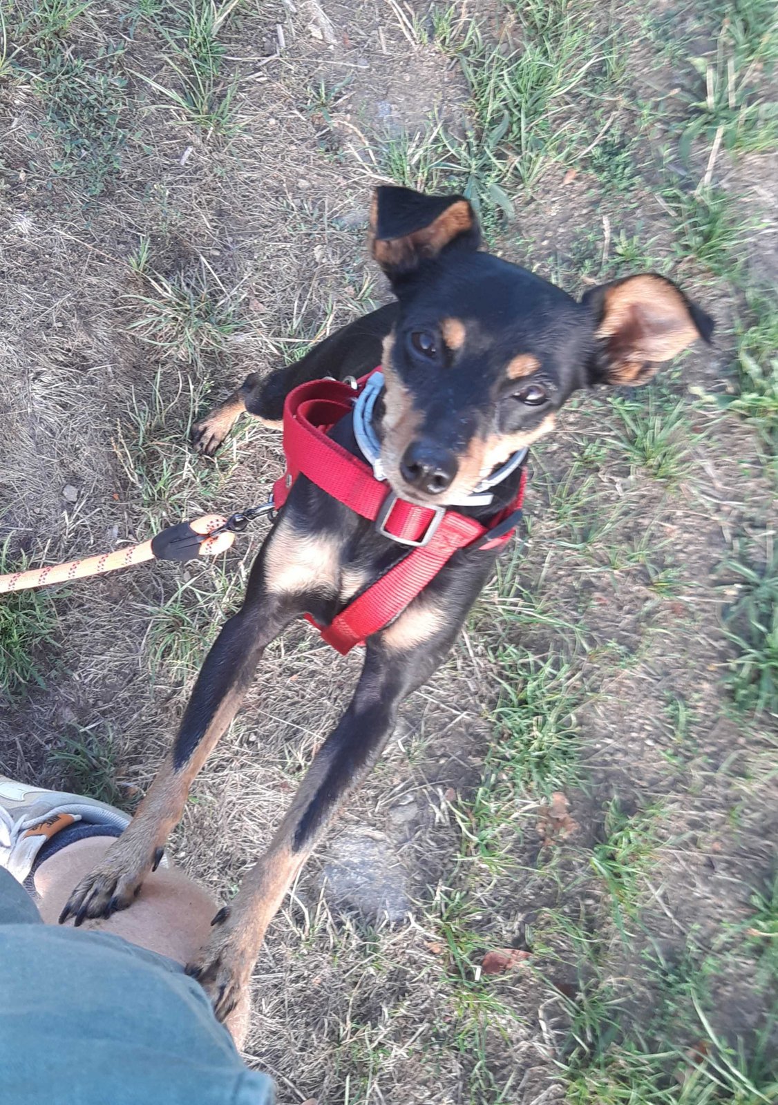 Pinscher au harnais rouge levant les yeux pendant la promenade