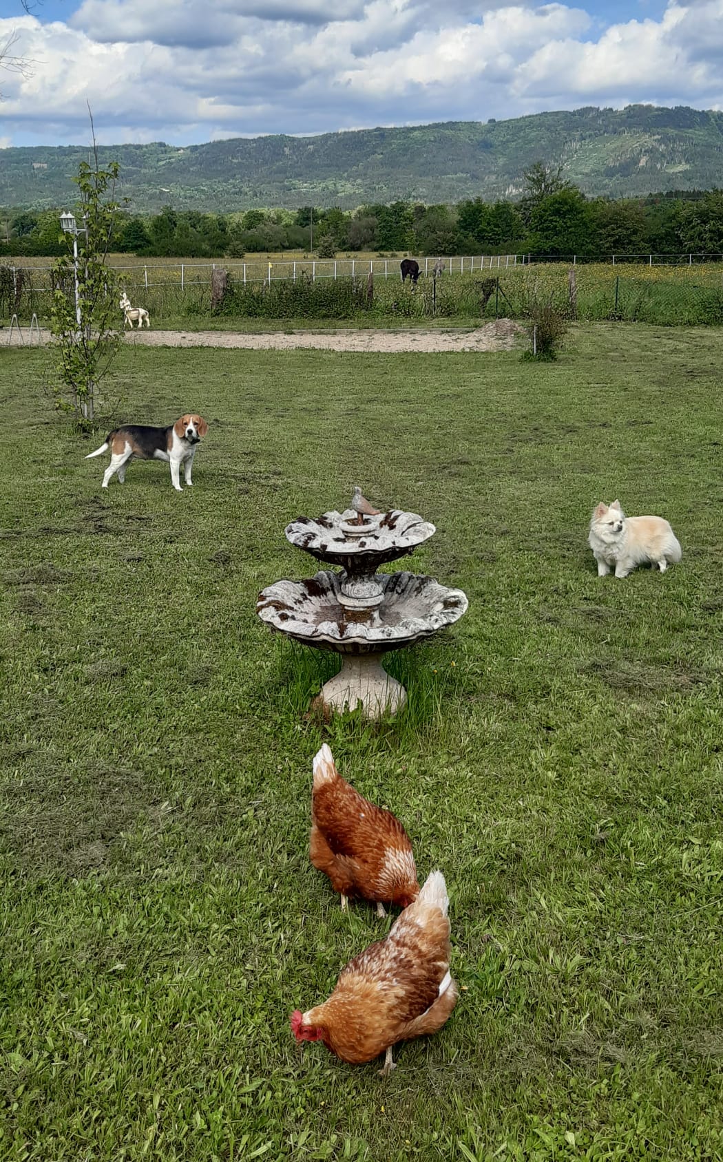 Poules picorant dans le jardin avec deux chiens autour de la fontaine
