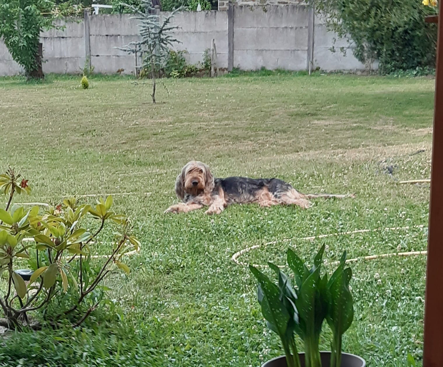 Chien griffon allongé sur la pelouse