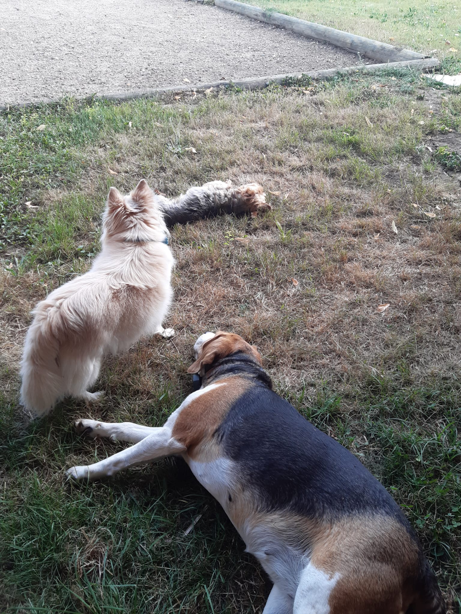 Trois chiens qui se reposent à l'ombre