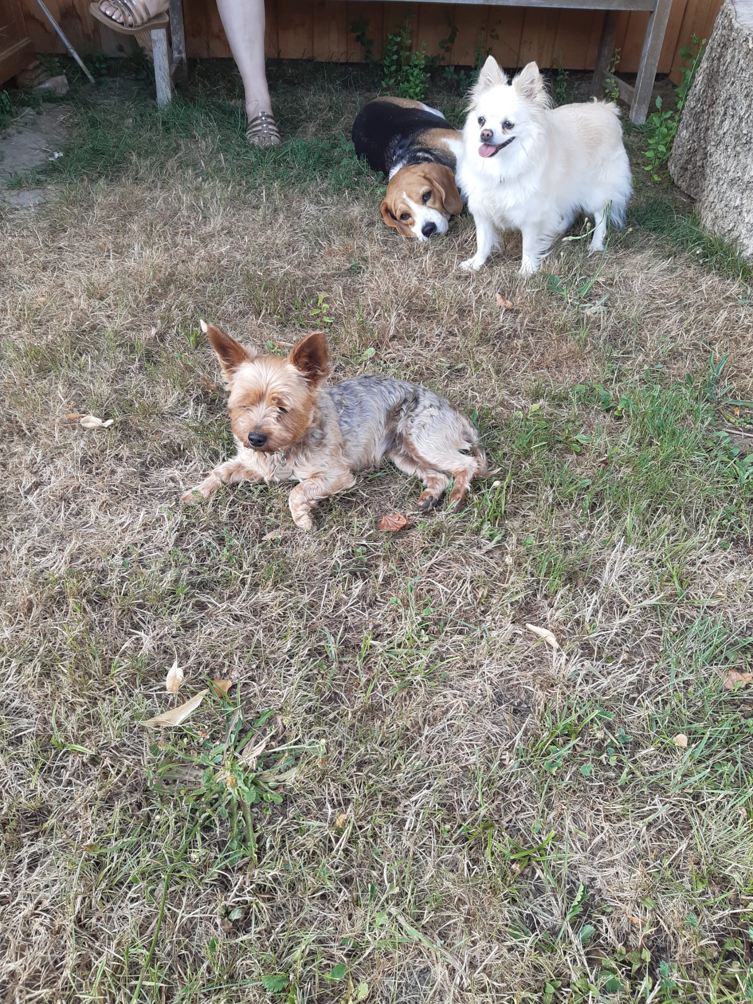Trois petits chiens détendus dans l'herbe